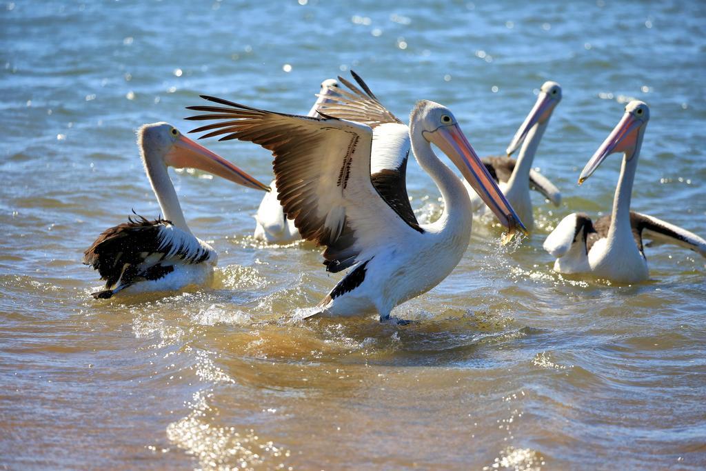 Alva Beach Tourist Park Екстер'єр фото